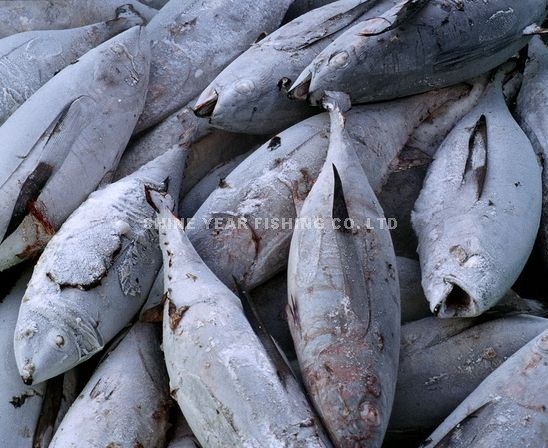 長鰭鮪/Albacore Tuna 