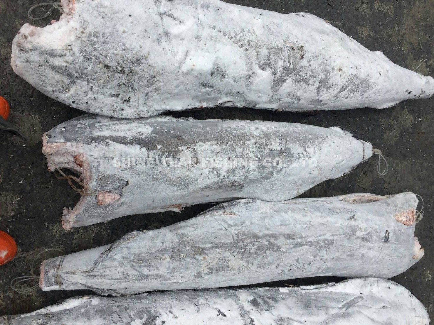 黑皮旗魚/Blue Marlin 