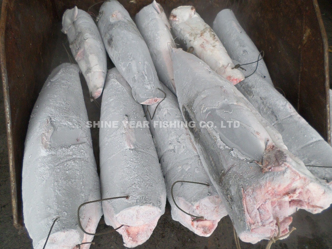 馬加鯊/Moro Shark 