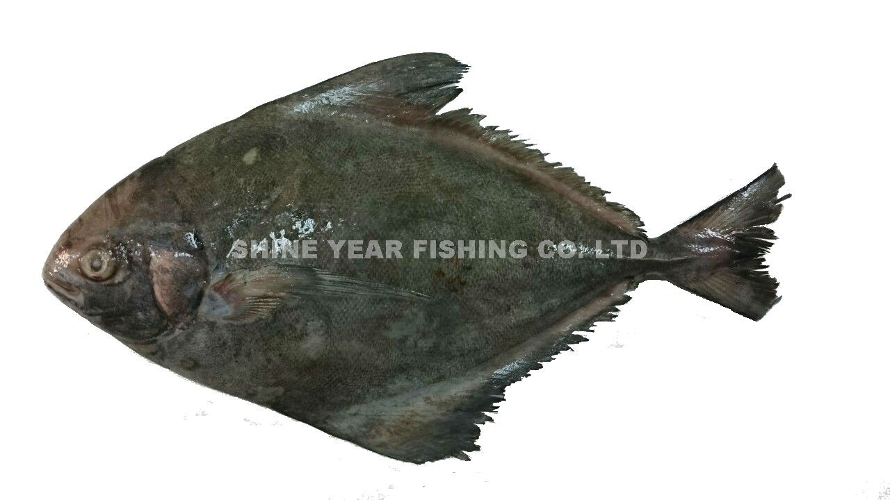 黑鯧/Black Pomfret 