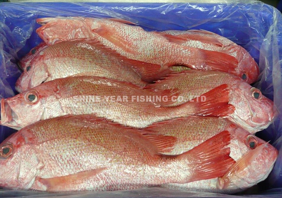 赤海/Saddletail Snapper 