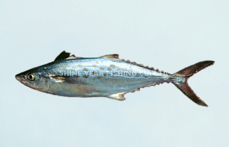 馬加/Spotted Mackerel 