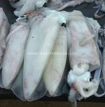 軟絲仔(Cuttlefish Squid) 