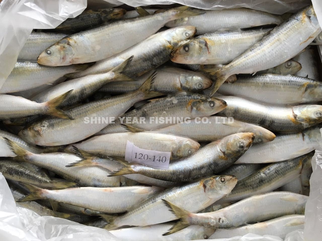 大陸沙丁/Spotted Sardinella 