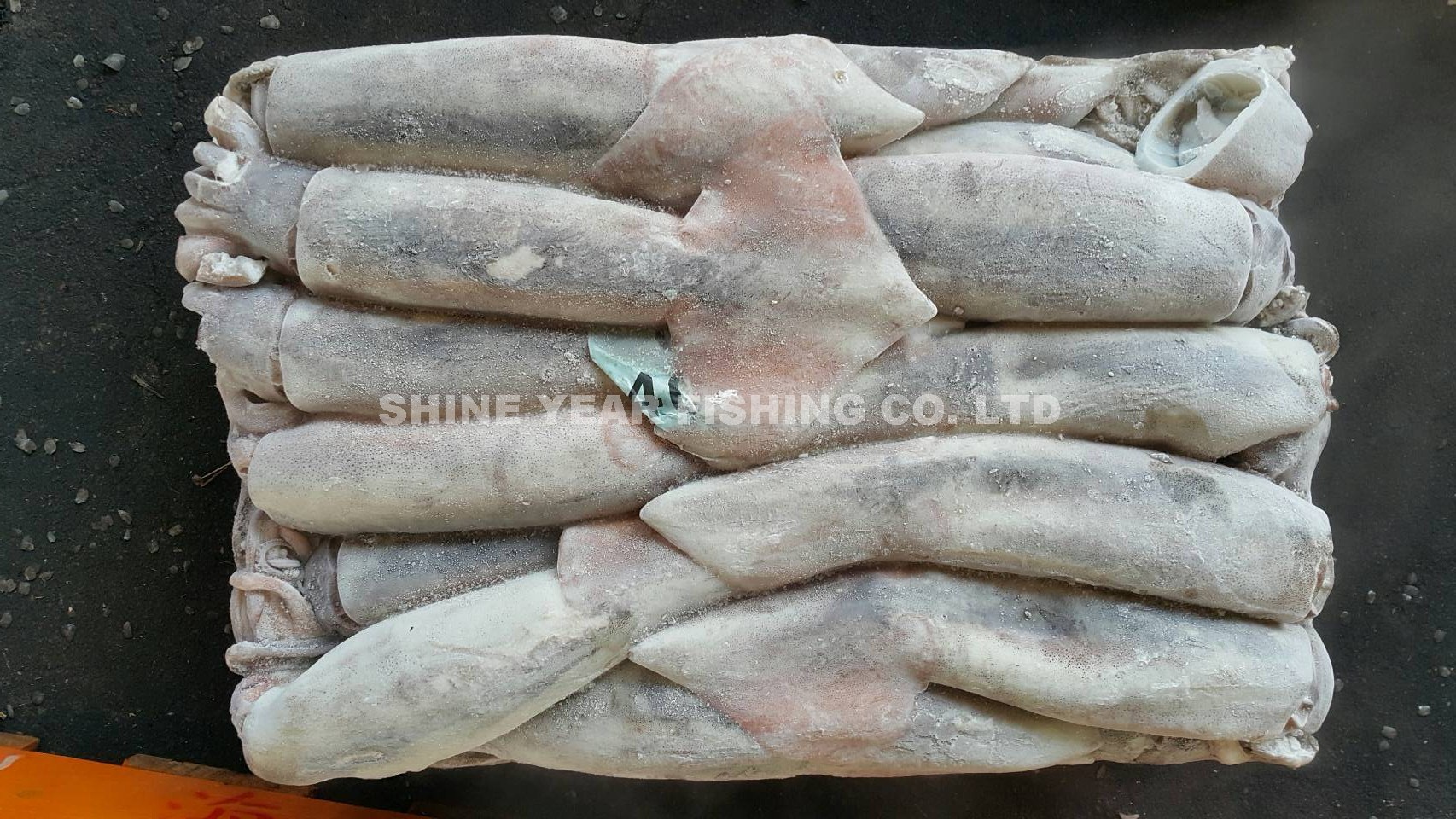 阿根廷魷魚 400克以上/ Argentine Squid 400g up