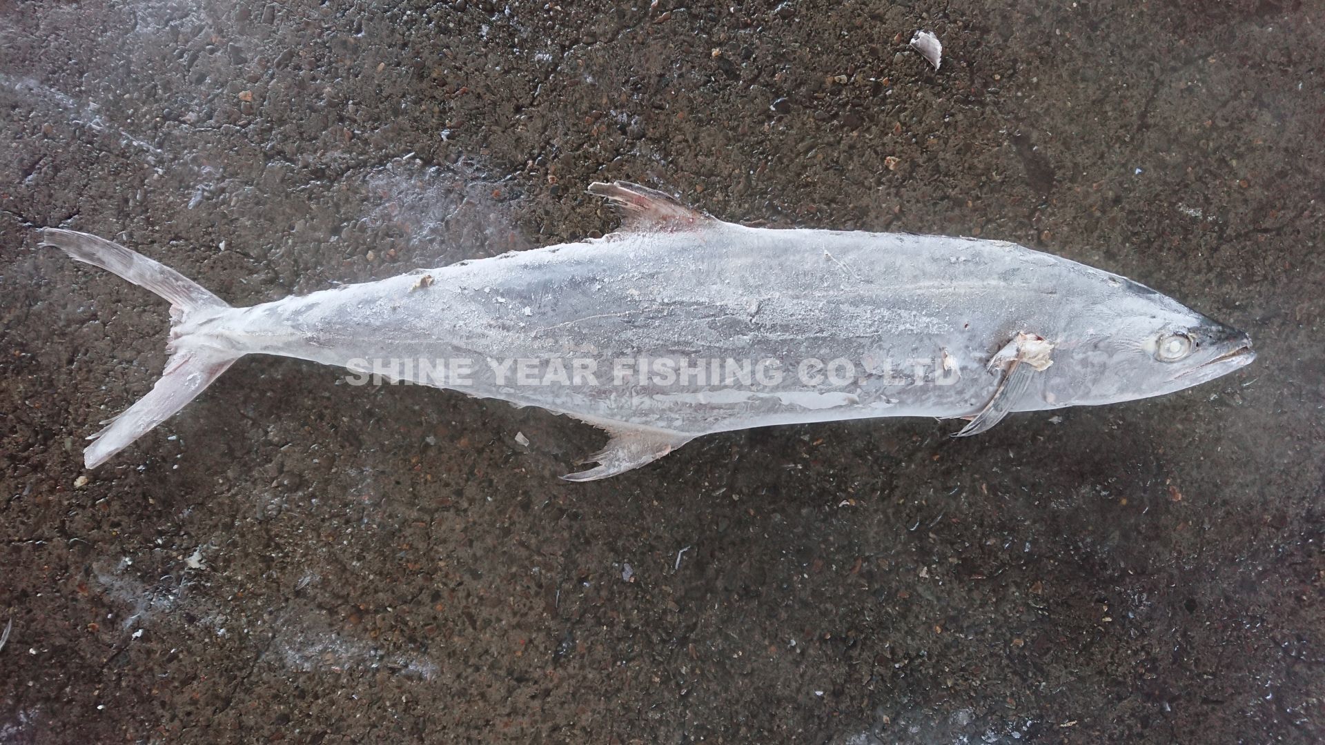 白北/Indo-pacific King Mackerel 